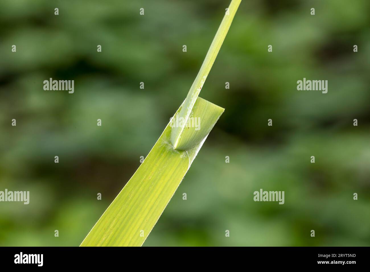 A nest built by sac spider using reed leaves Stock Photo - Alamy