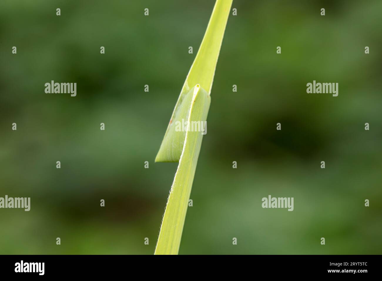 A nest built by sac spider using reed leaves Stock Photo - Alamy