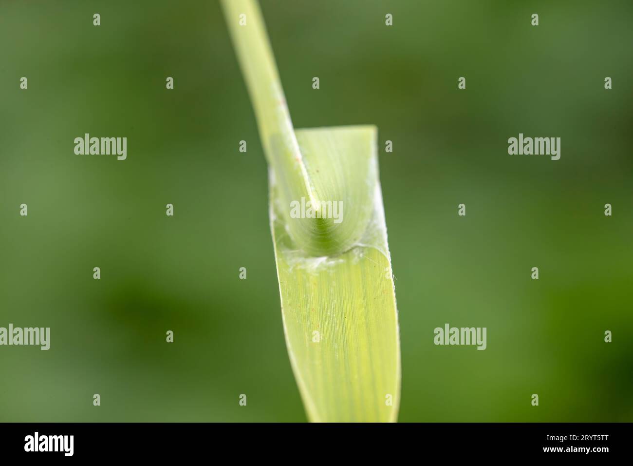 A nest built by sac spider using reed leaves Stock Photo - Alamy