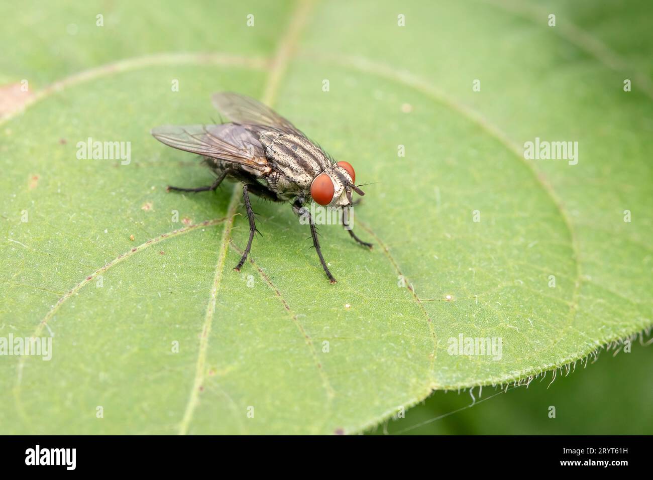 Tachinid on green leaves in the wold Stock Photo