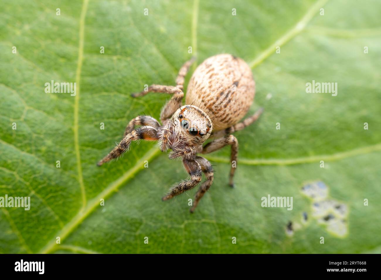 Jumping Spider on wild plant leaves Stock Photo - Alamy