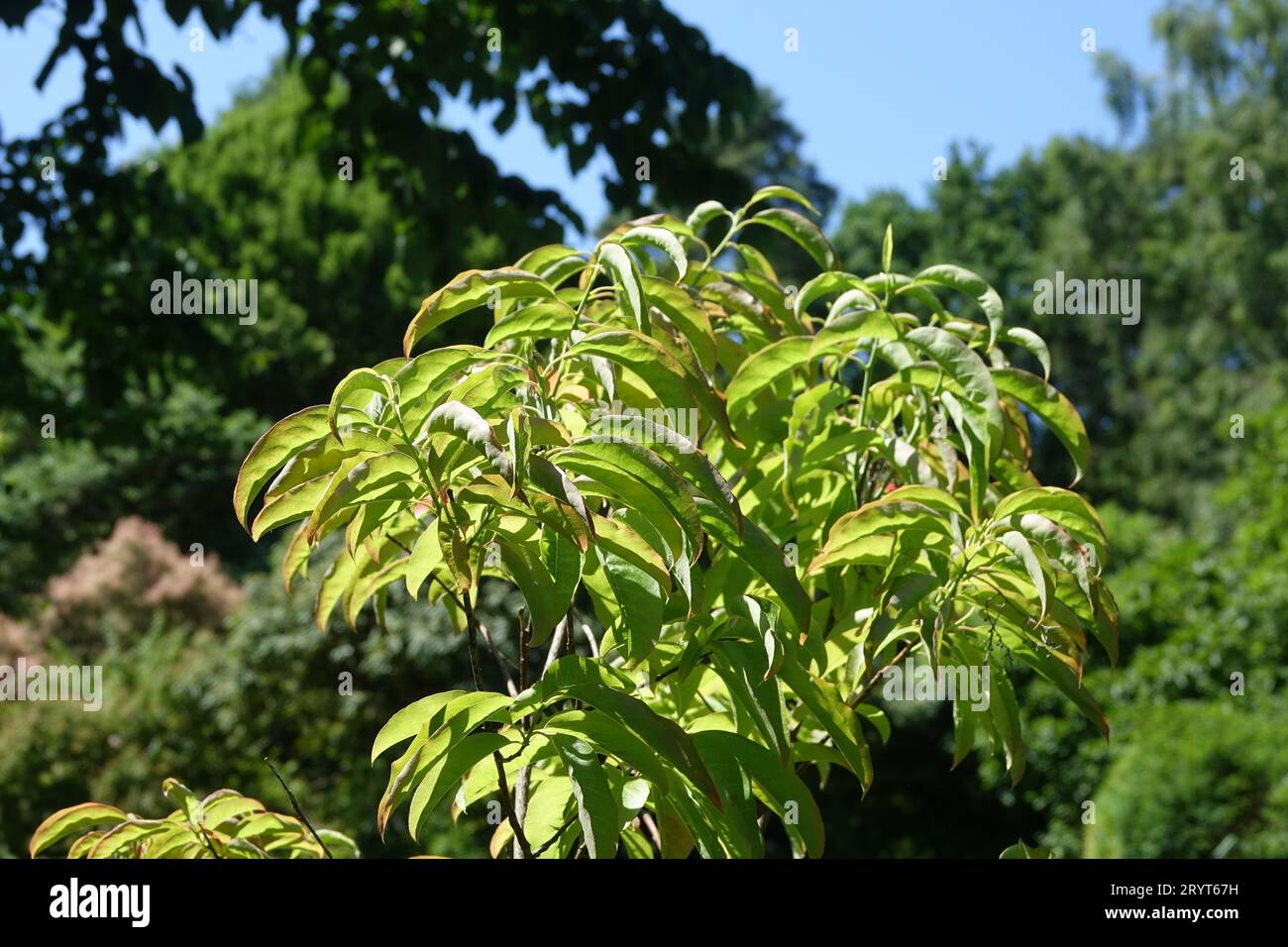 Oxydendrum arboreum, Sourwood Stock Photo