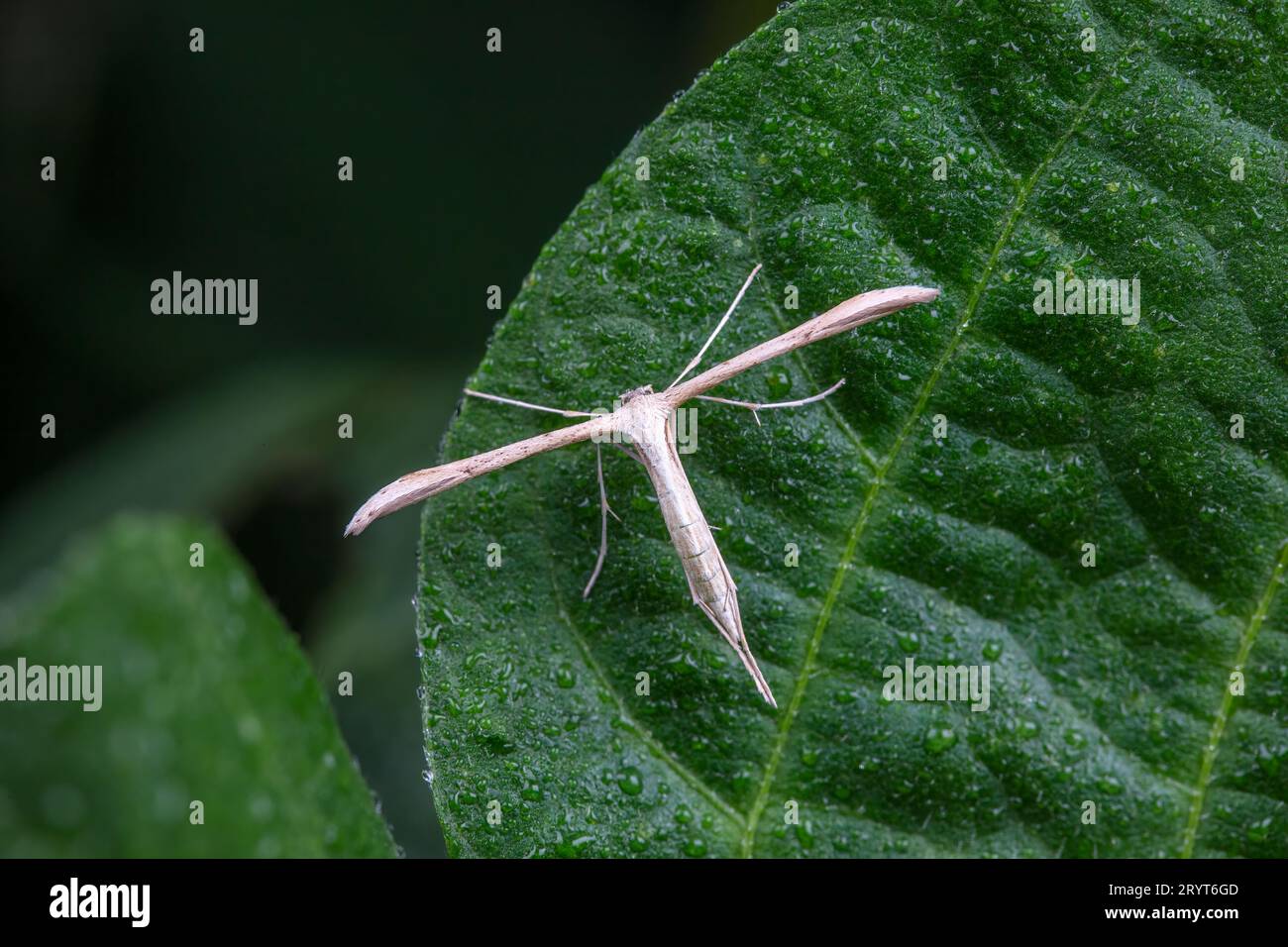 Plume Moth on wild plant leaves Stock Photo