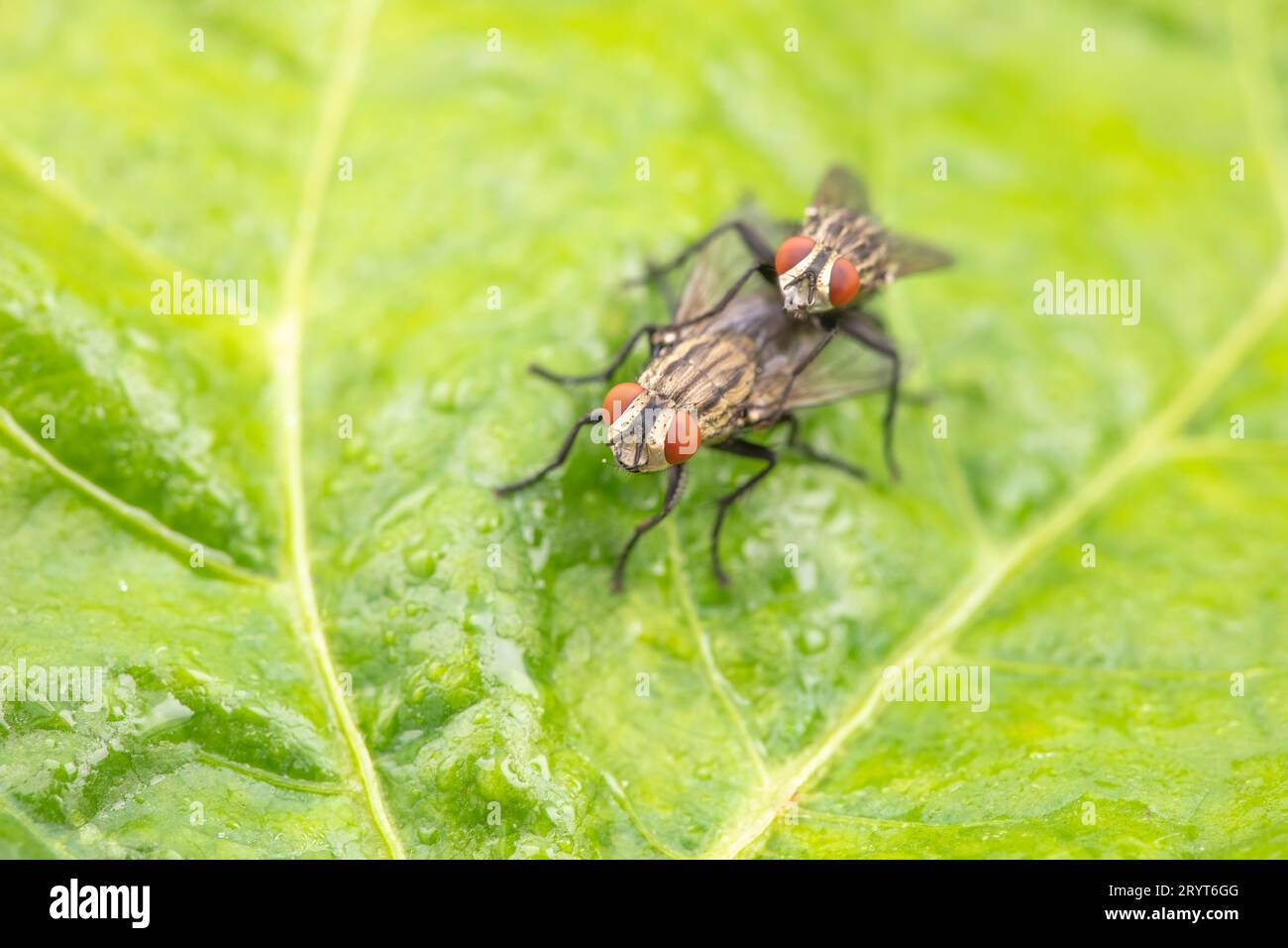 Tachinid on green leaves in the wold Stock Photo