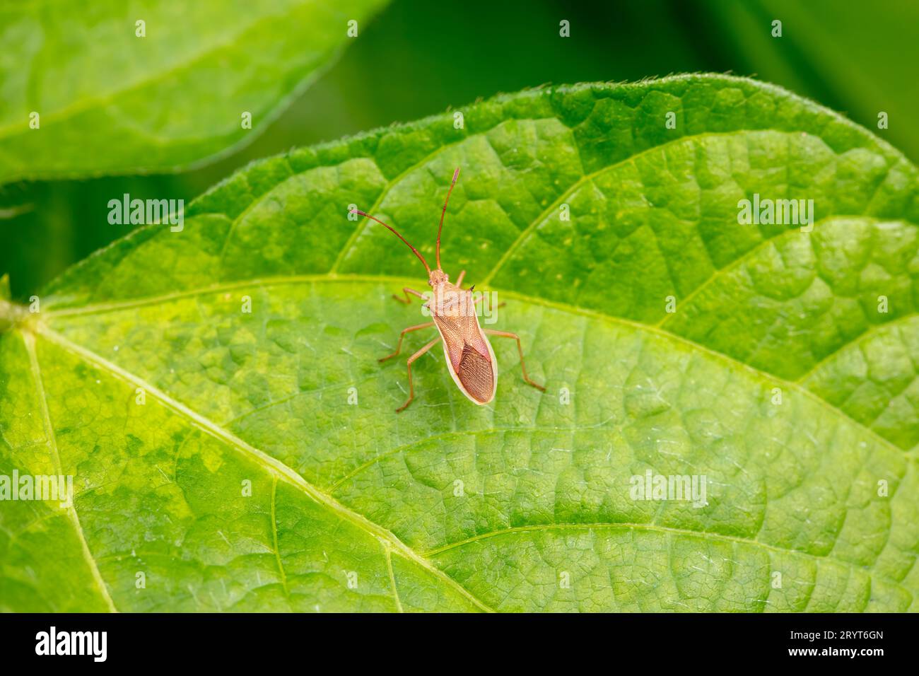 Coreid bug hi-res stock photography and images - Alamy