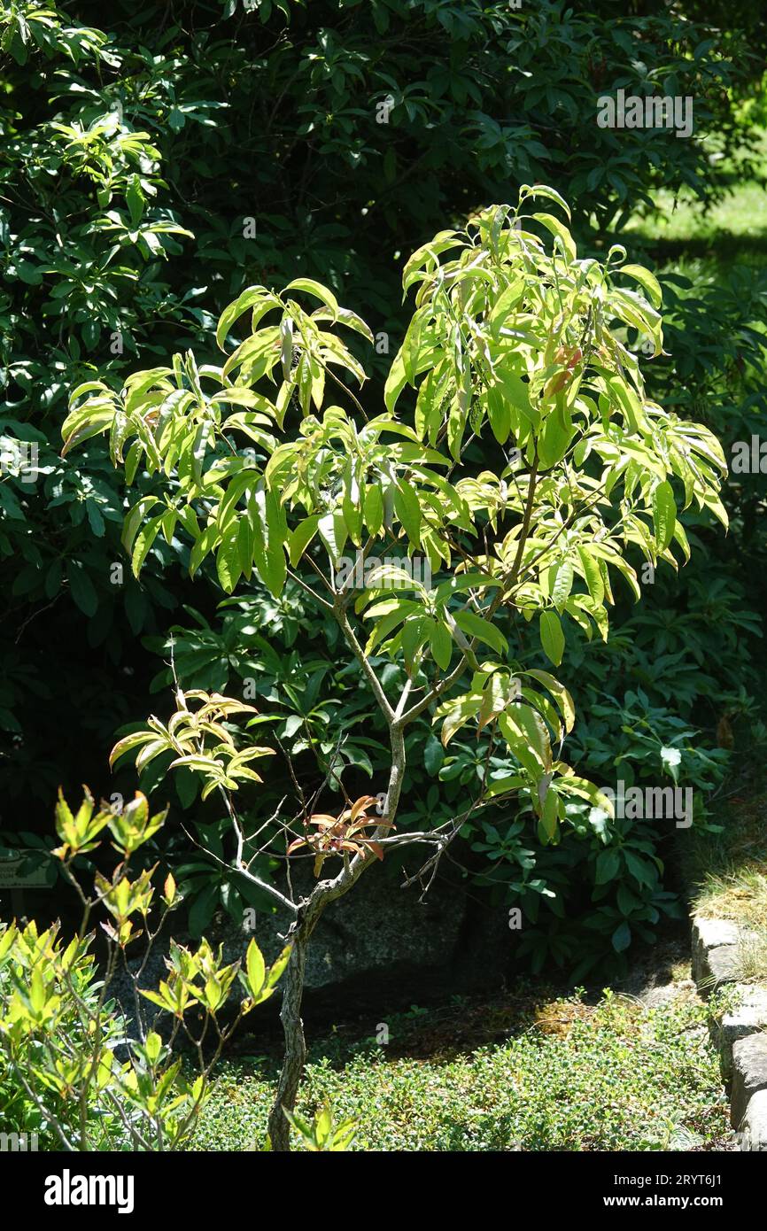 Oxydendrum arboreum, Sourwood Stock Photo