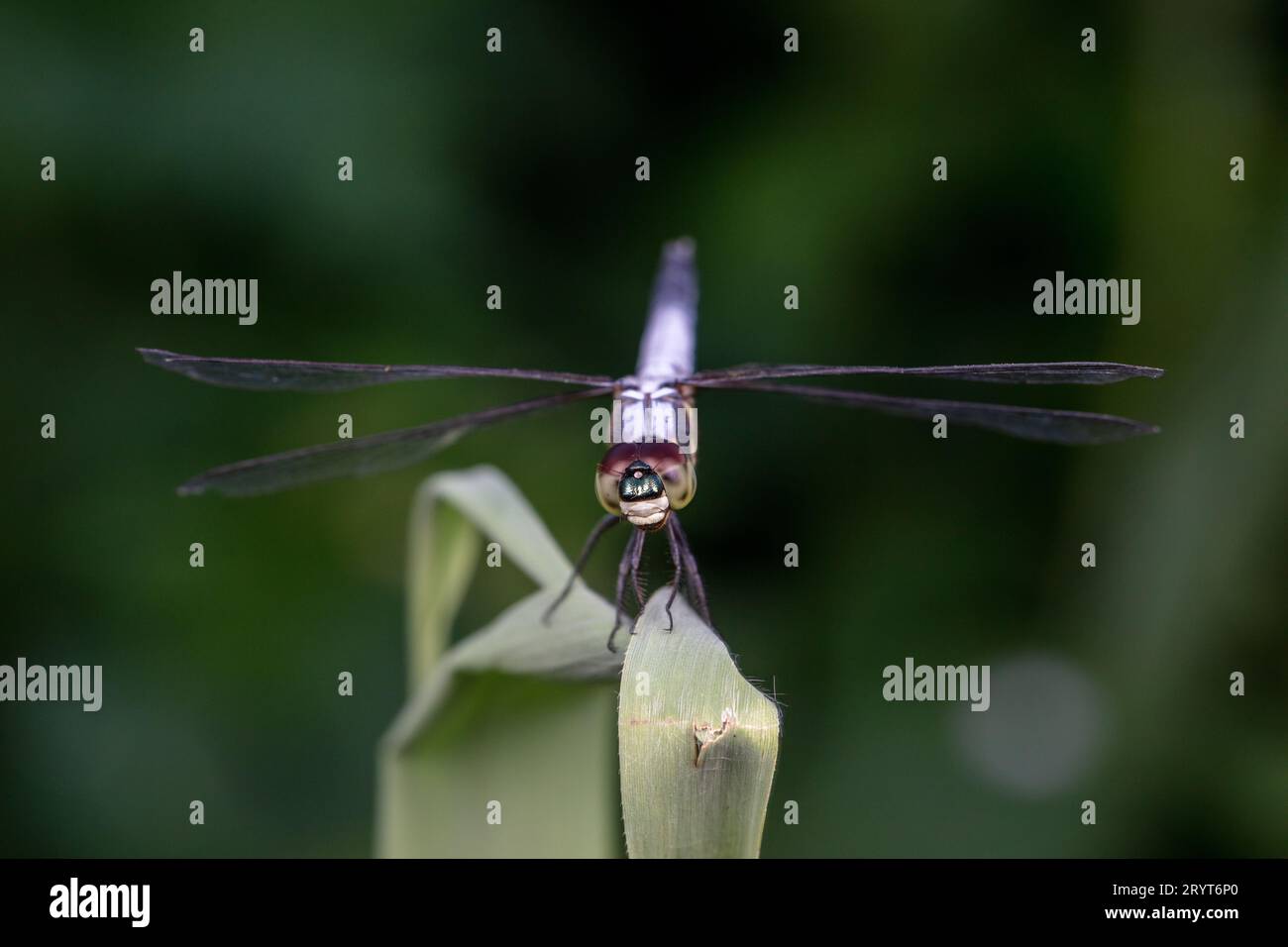 Dragonfly compound eye closeup photo Stock Photo Alamy