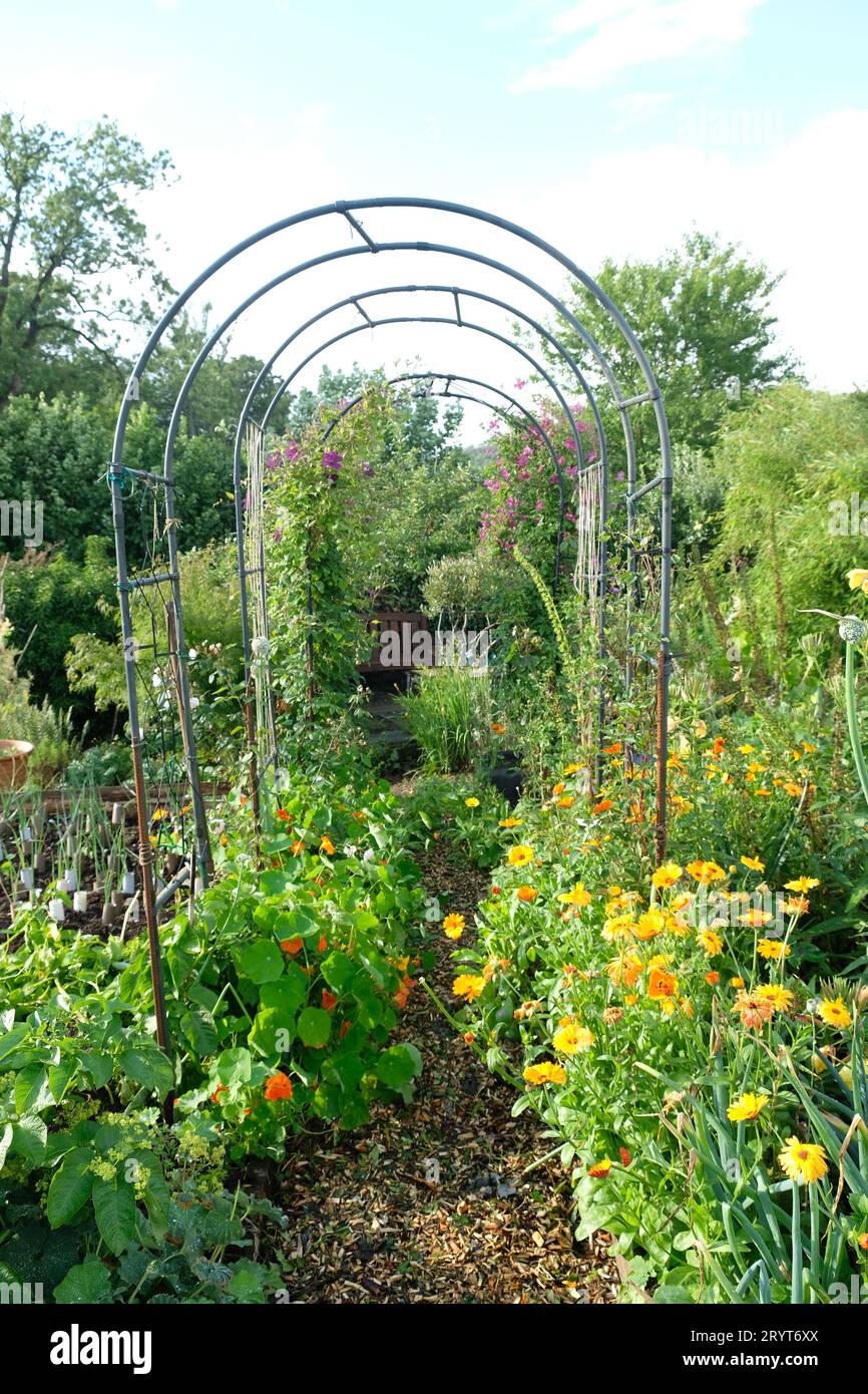 Path leading to arched trellis in farm country garden with poppies in