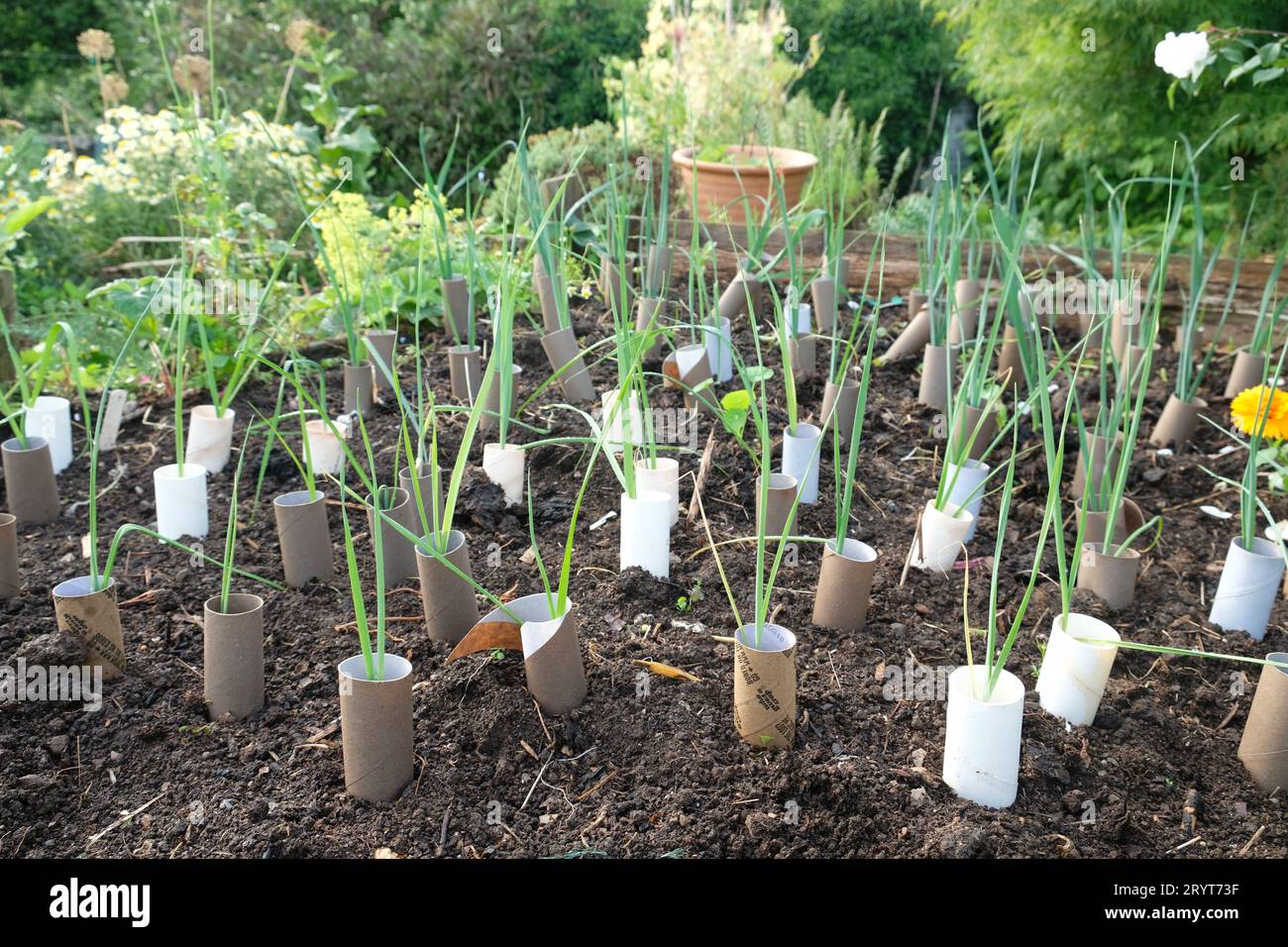 toilet-roll-slug-defence-hi-res-stock-photography-and-images-alamy
