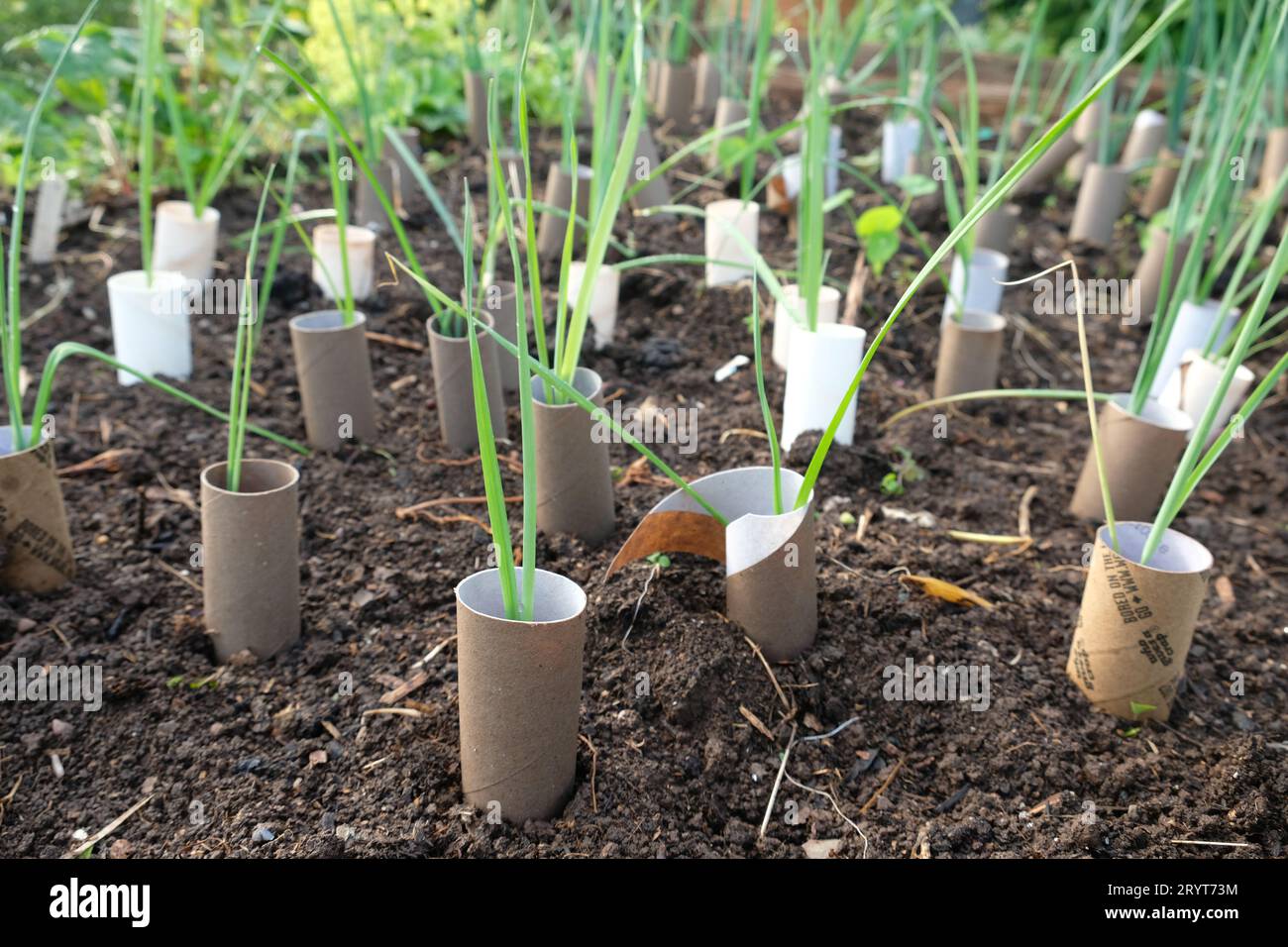 Growing leeks hires stock photography and images Alamy