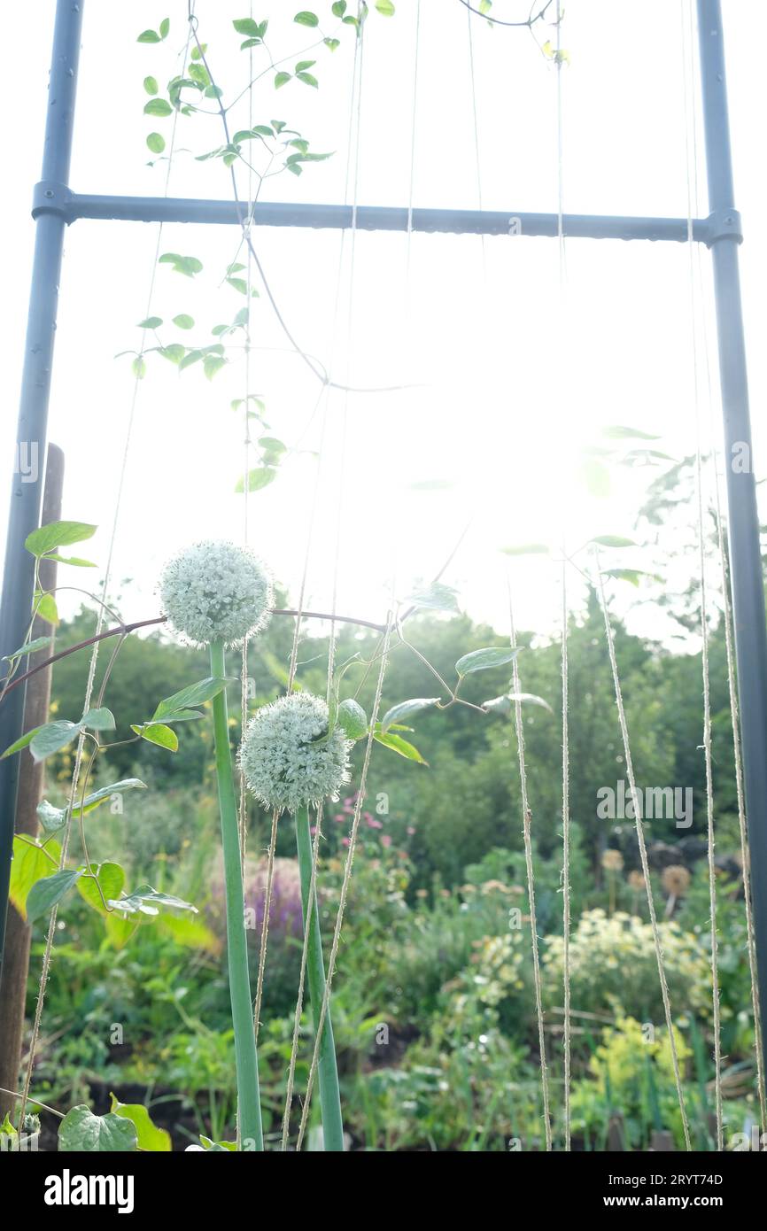 organic Smallholding vegetable patch garden in Cumbria using interplanting Stock Photo