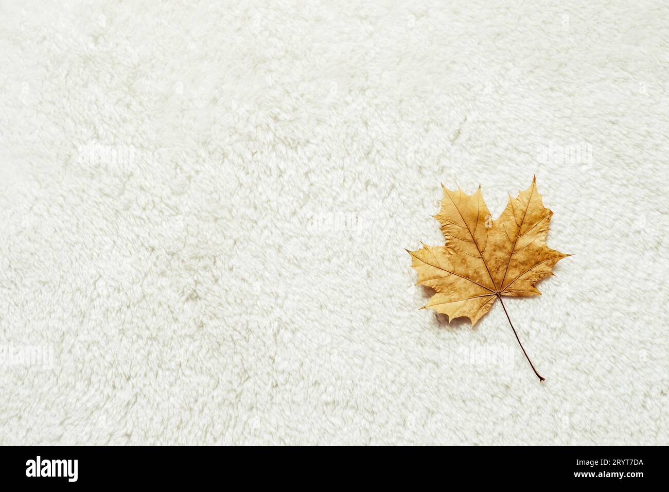 Maple leaf on white fur background. Cozy Autumn Concept Stock Photo