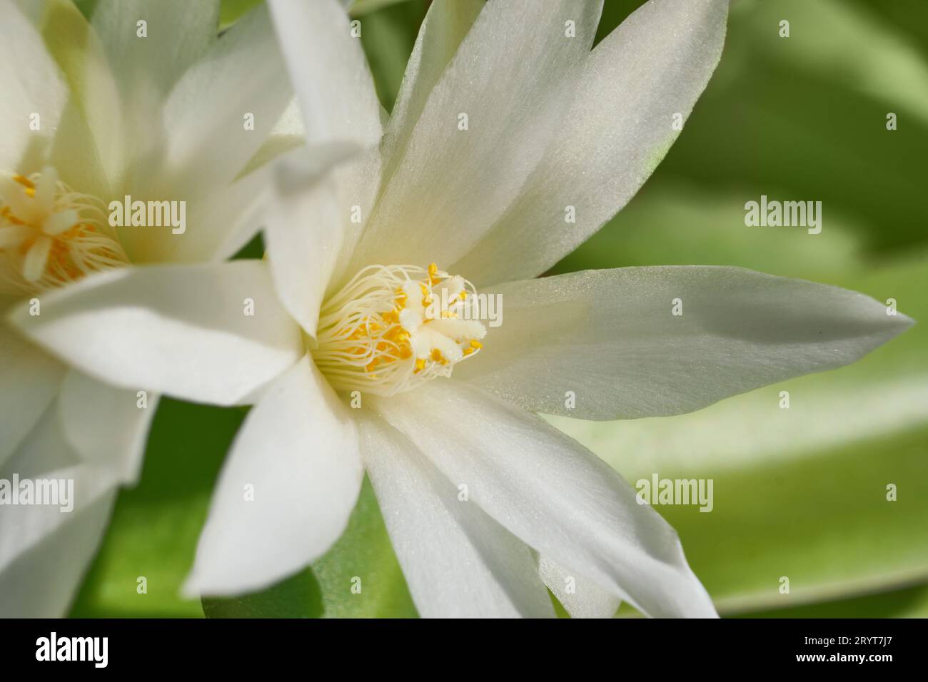 White cactus flowers macro, sunny day. Blossom floral background, selective focus Stock Photo