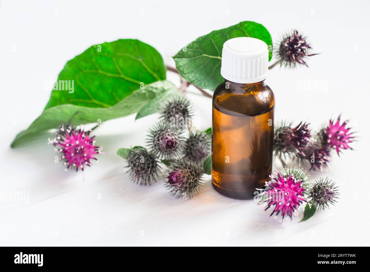 Agrimony burdock Essential oil In small bottle. Flowers spikes and  leaves Stock Photo