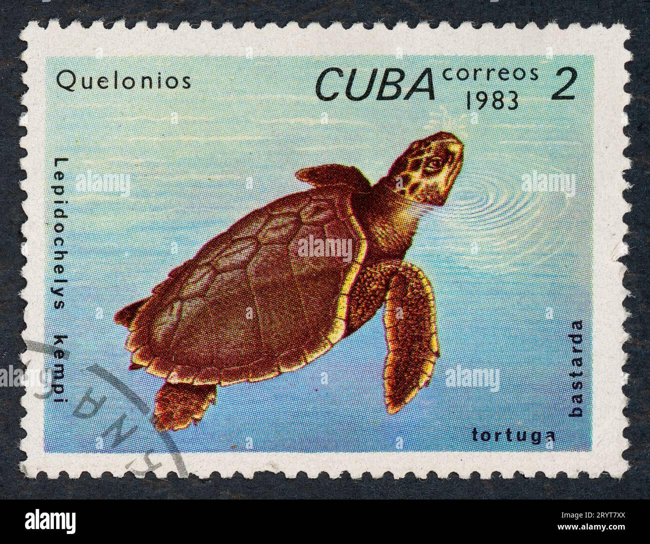 Kemp's ridley sea turtle (Lepidochelys kempii), also called the Atlantic ridley sea turtle. 'Quelonios' – Turtles. Postage stamp issued in Cuba in 1983. Stock Photo