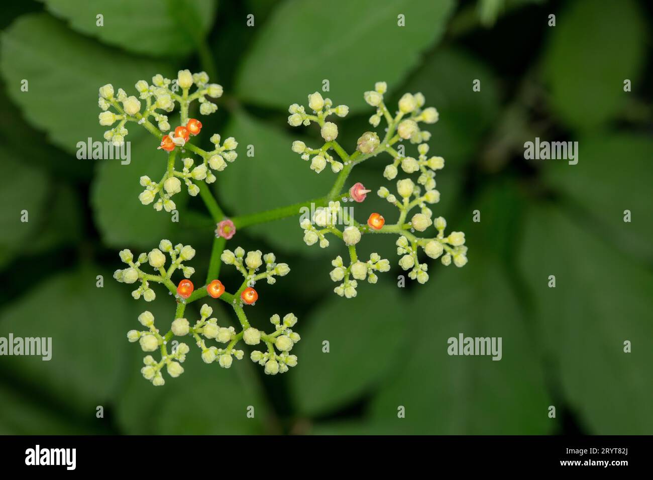 Cayratia japonica inflorescence in the wild Stock Photo Alamy