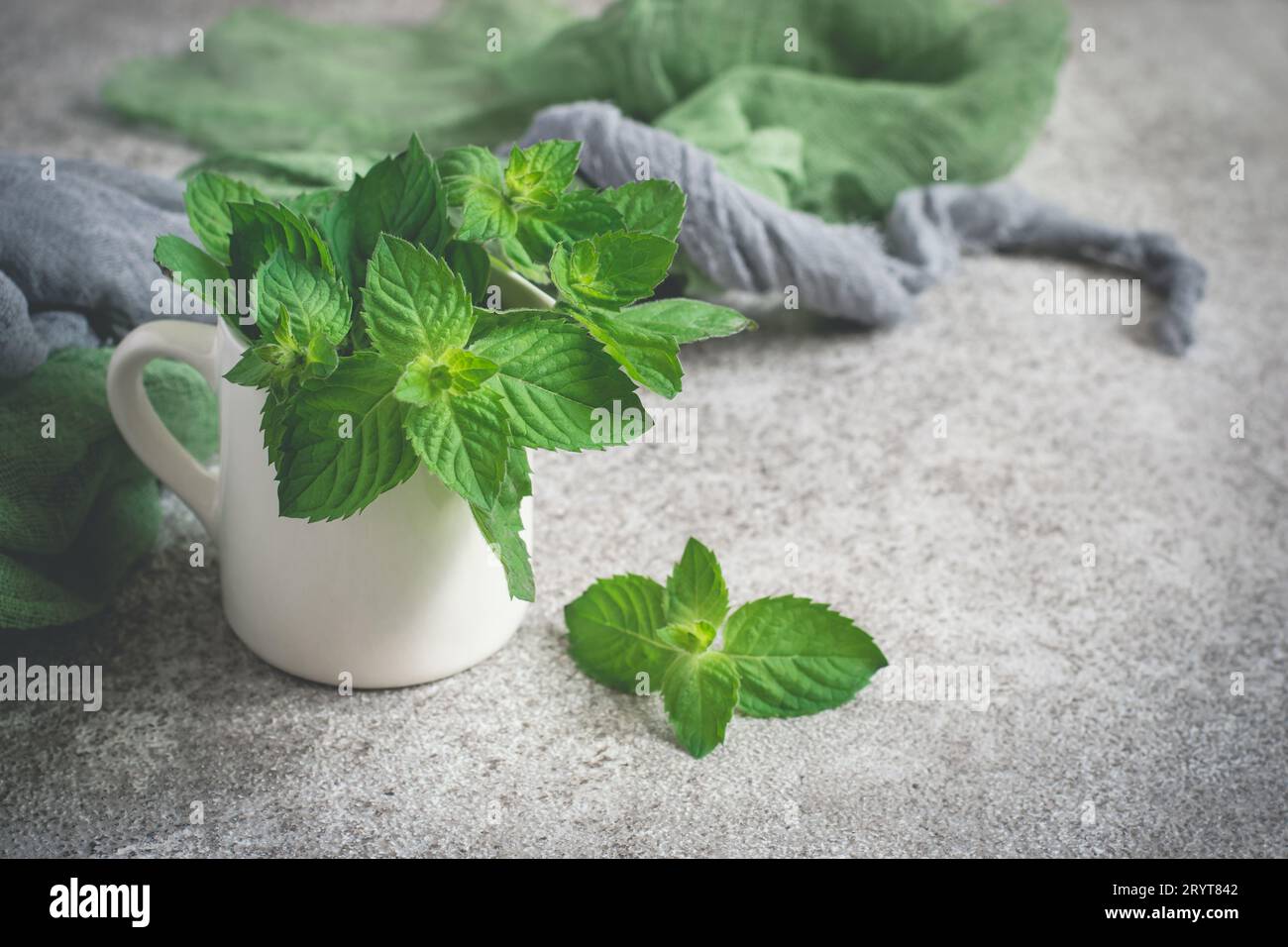 Fresh mint in white mug on a gray background Stock Photo