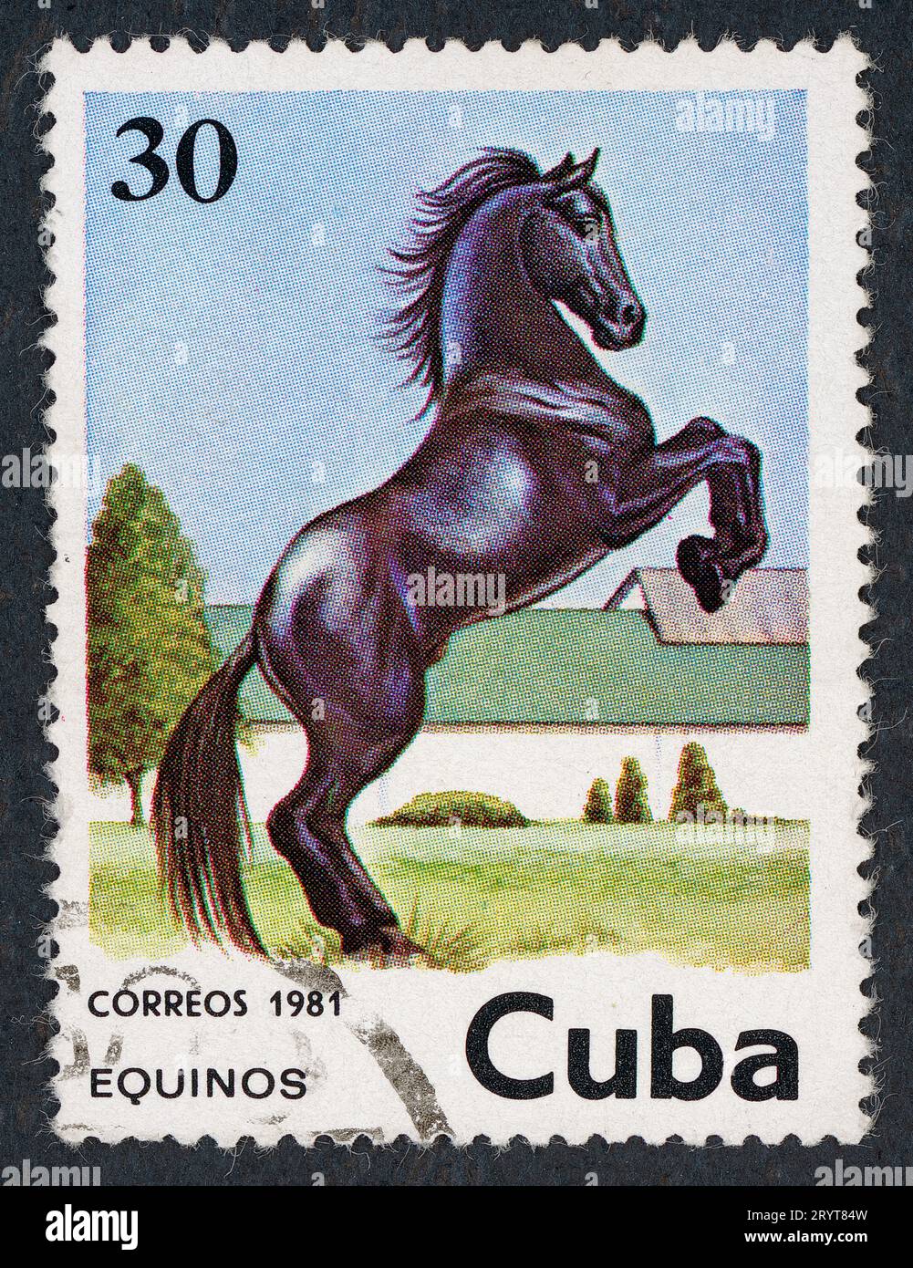 Equines, in Spanish 'equinos'. Postage stamp issued in Cuba in 1981. Stock Photo