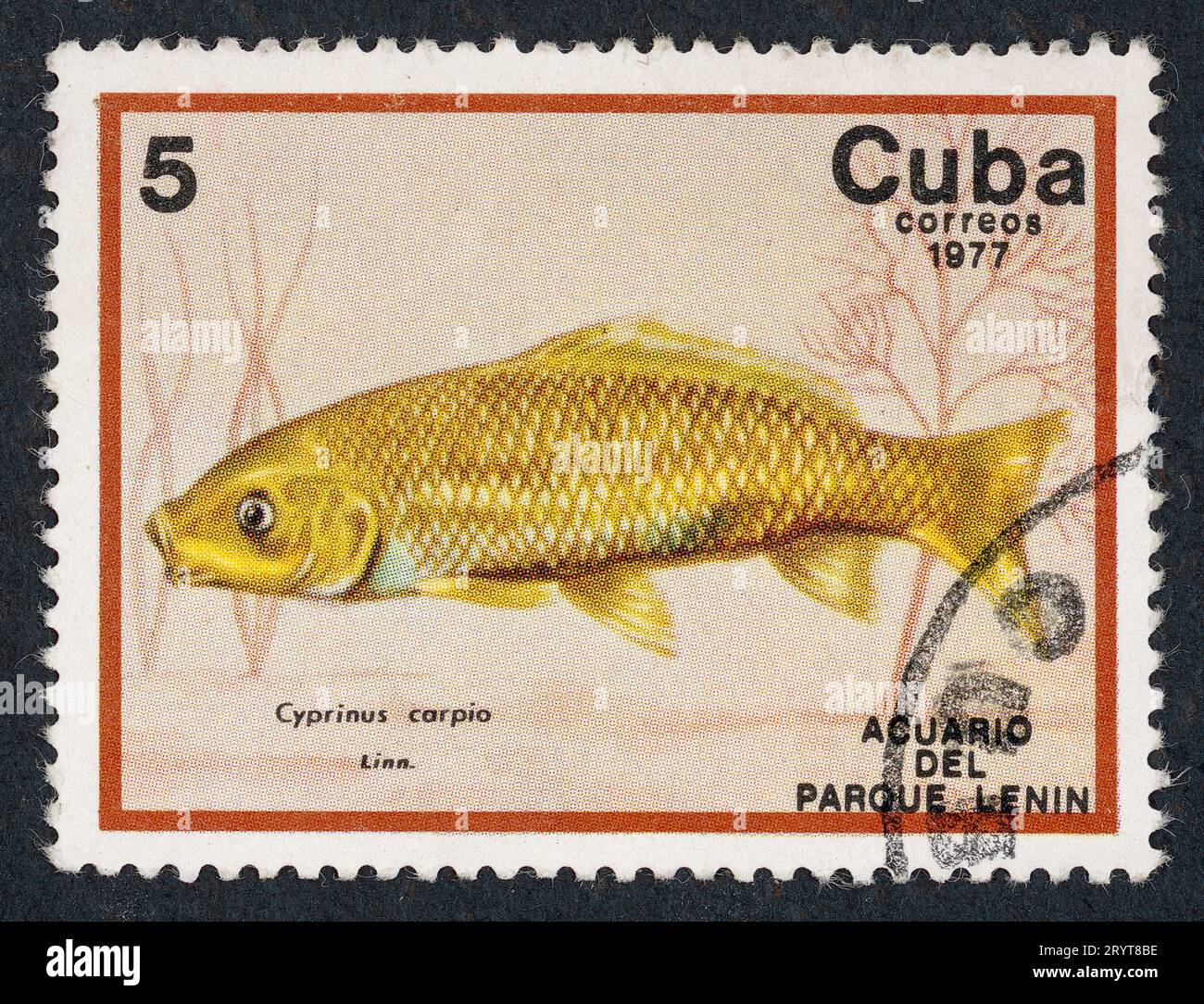 The Eurasian carp or European carp (Cyprinus carpio), widely known as the common carp. 'Acuario del Parque Lenin' – Lenin Park Aquarium. Postage stamp issued in Cuba in 1977. Stock Photo