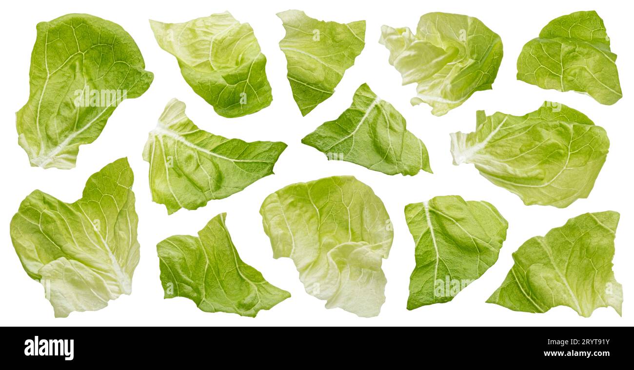 Chopped Iceberg lettuce leaves isolated on white background Stock Photo Alamy