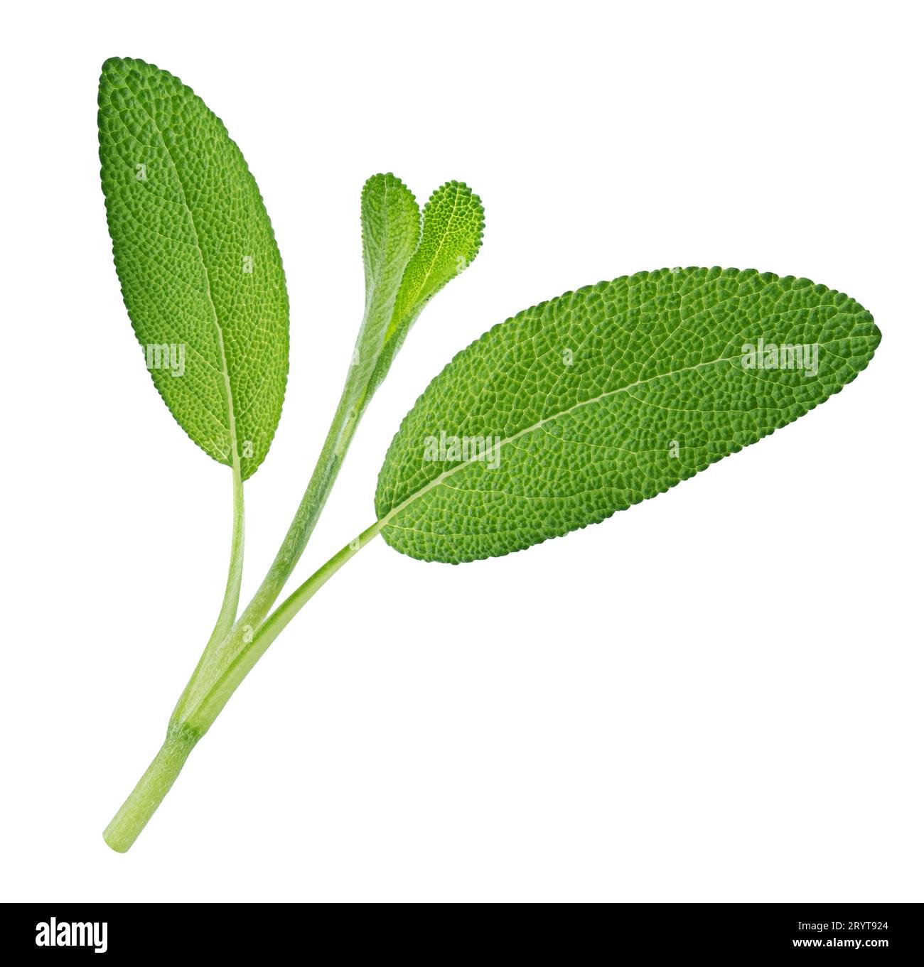 Fresh sage twig isolated on white background Stock Photo