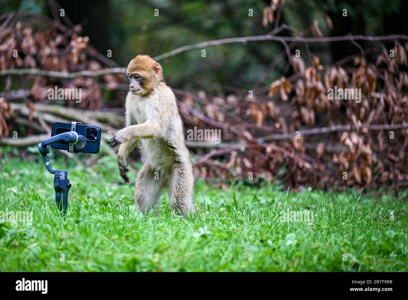 Salem, Germany. 02nd Oct, 2023. A Barbary ape yearling watches what's on a cell phone screen at Germany's largest ape enclosure, Affenberg near Salem. Credit: Felix Kästle/dpa/Alamy Live News Stock Photo