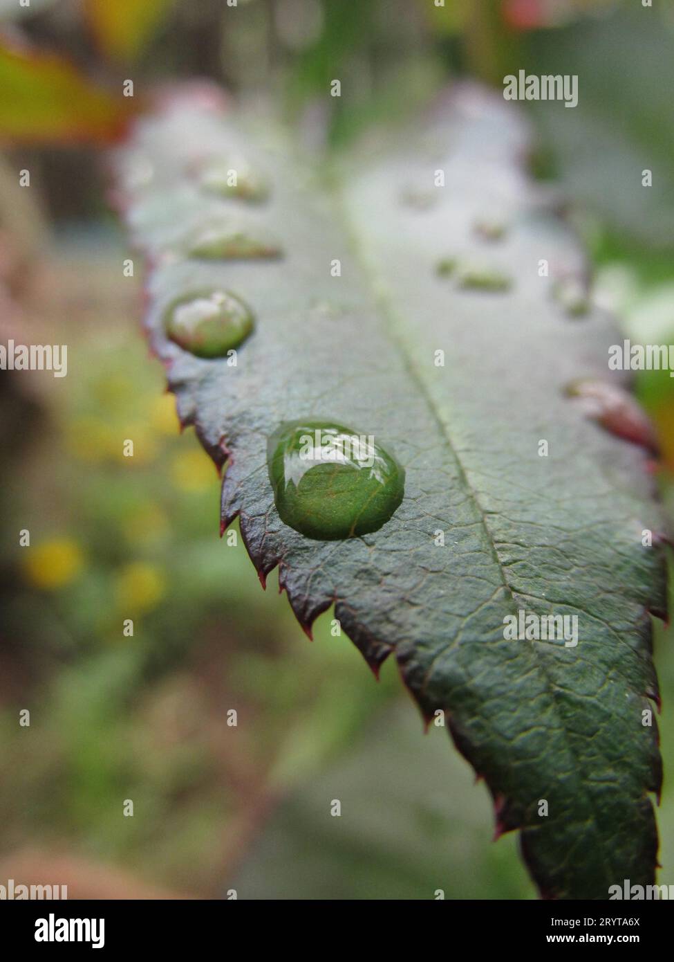 A single leaf with droplets of rainwater Stock Photo - Alamy