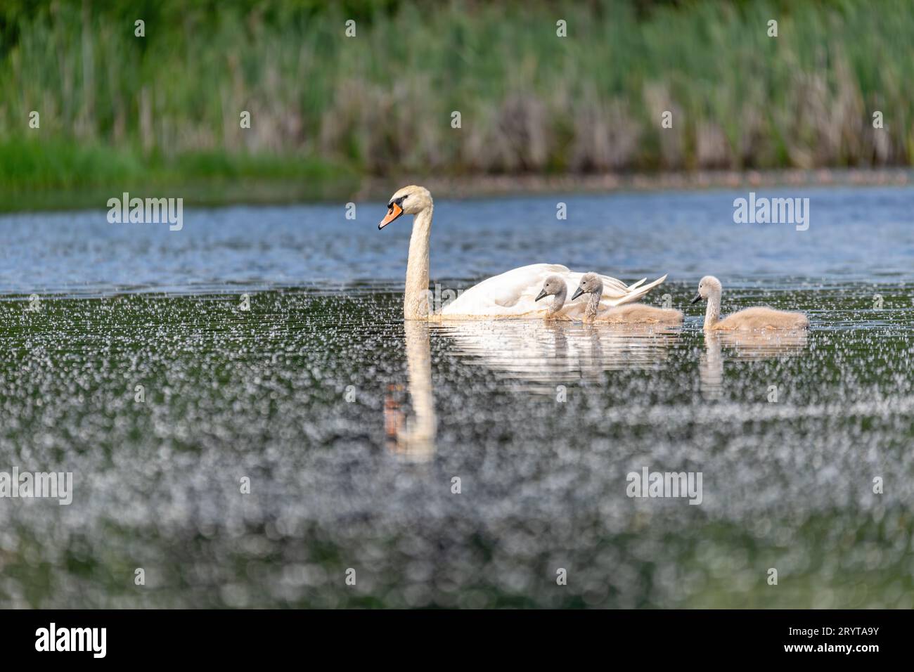 Wild bird mute swan in spring on pond Stock Photo