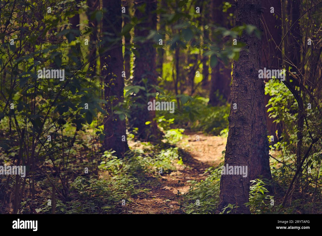 A scenic pathway winding its way through a dense forest of lush trees ...