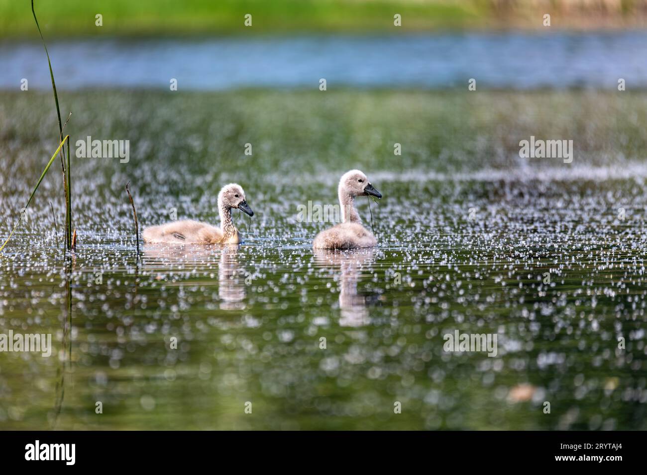 Spring chicken hi-res stock photography and images - Alamy