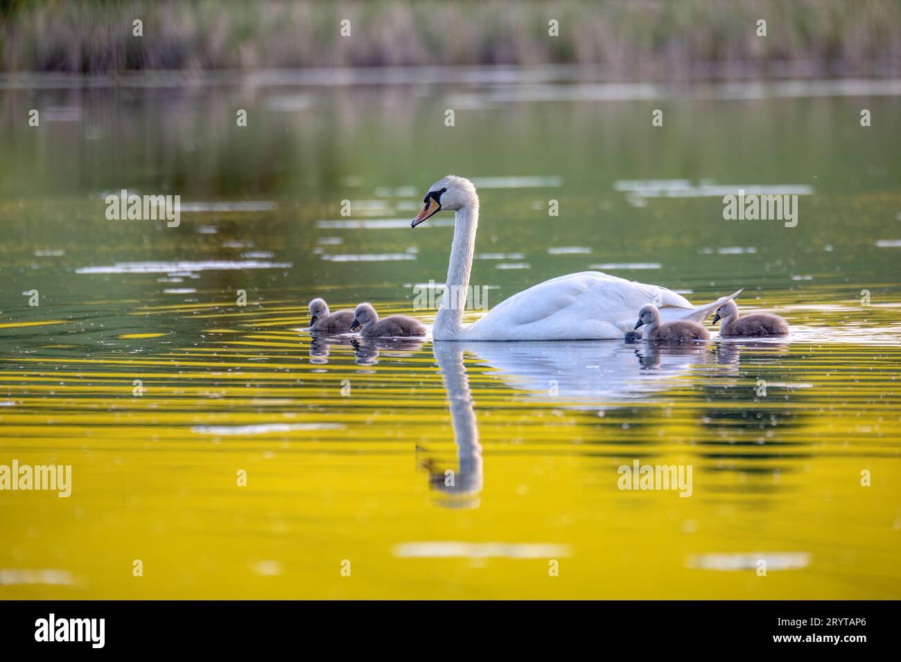 Wild bird mute swan in spring on pond Stock Photo