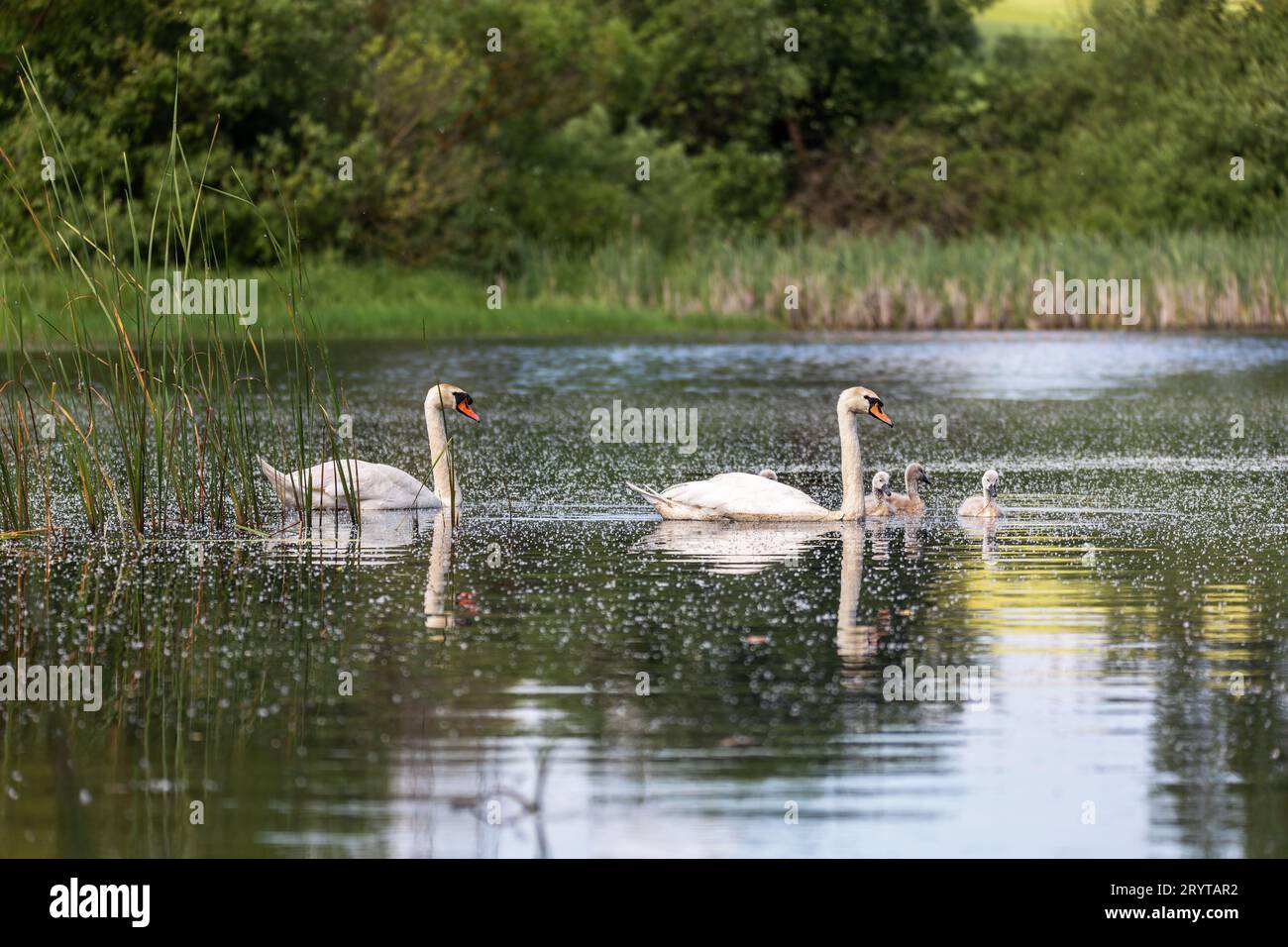 Wild bird mute swan in spring on pond Stock Photo