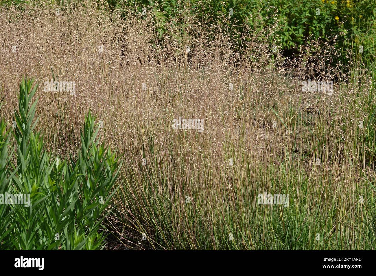 Briza media, Quaking-grass Stock Photo