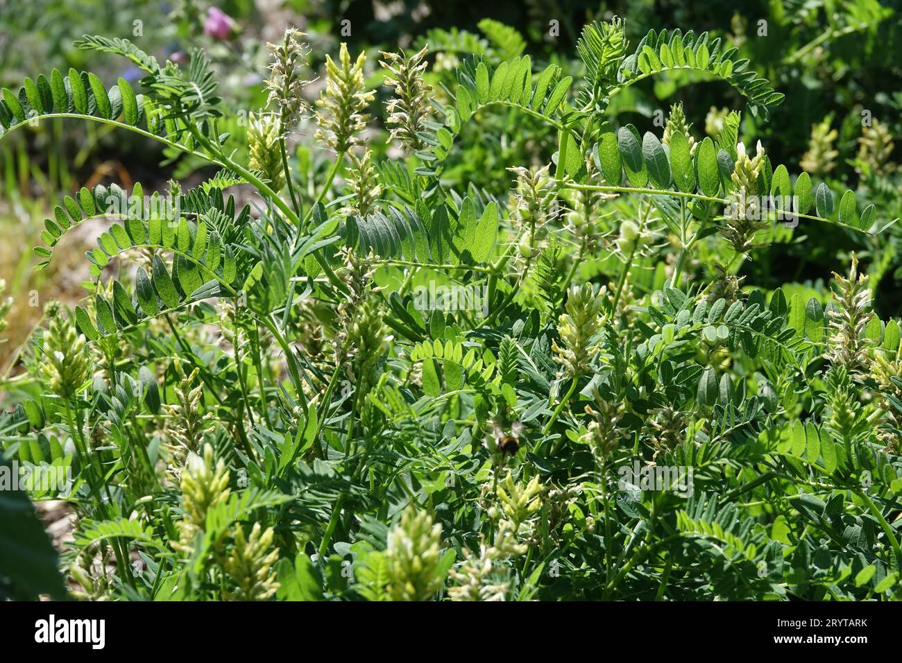 Astragalus gummifer,  gum tragacanth Stock Photo