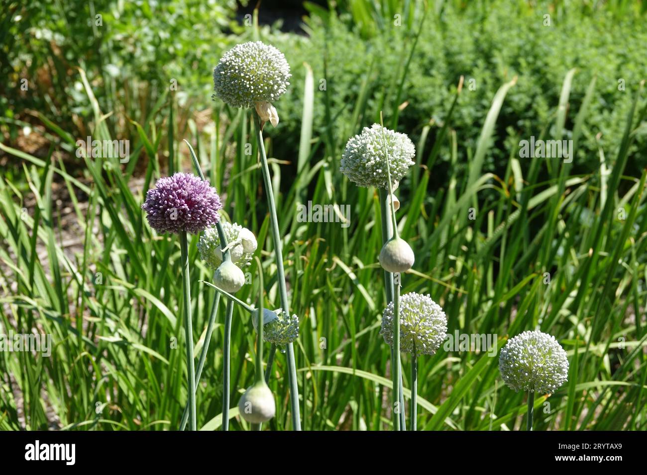Allium porrum, leek Stock Photo