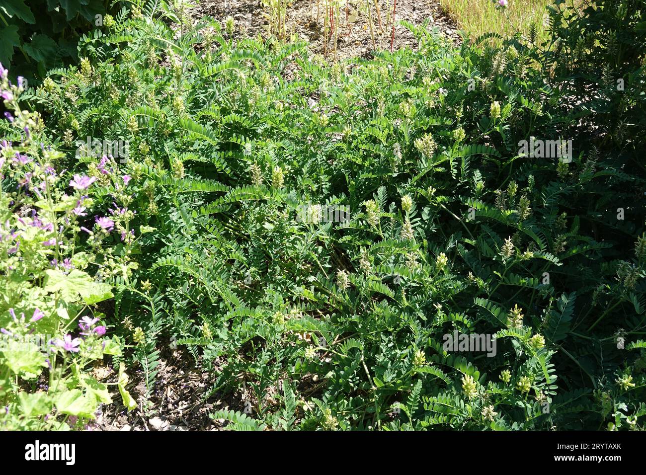 Astragalus gummifer, gum tragacanth Stock Photo