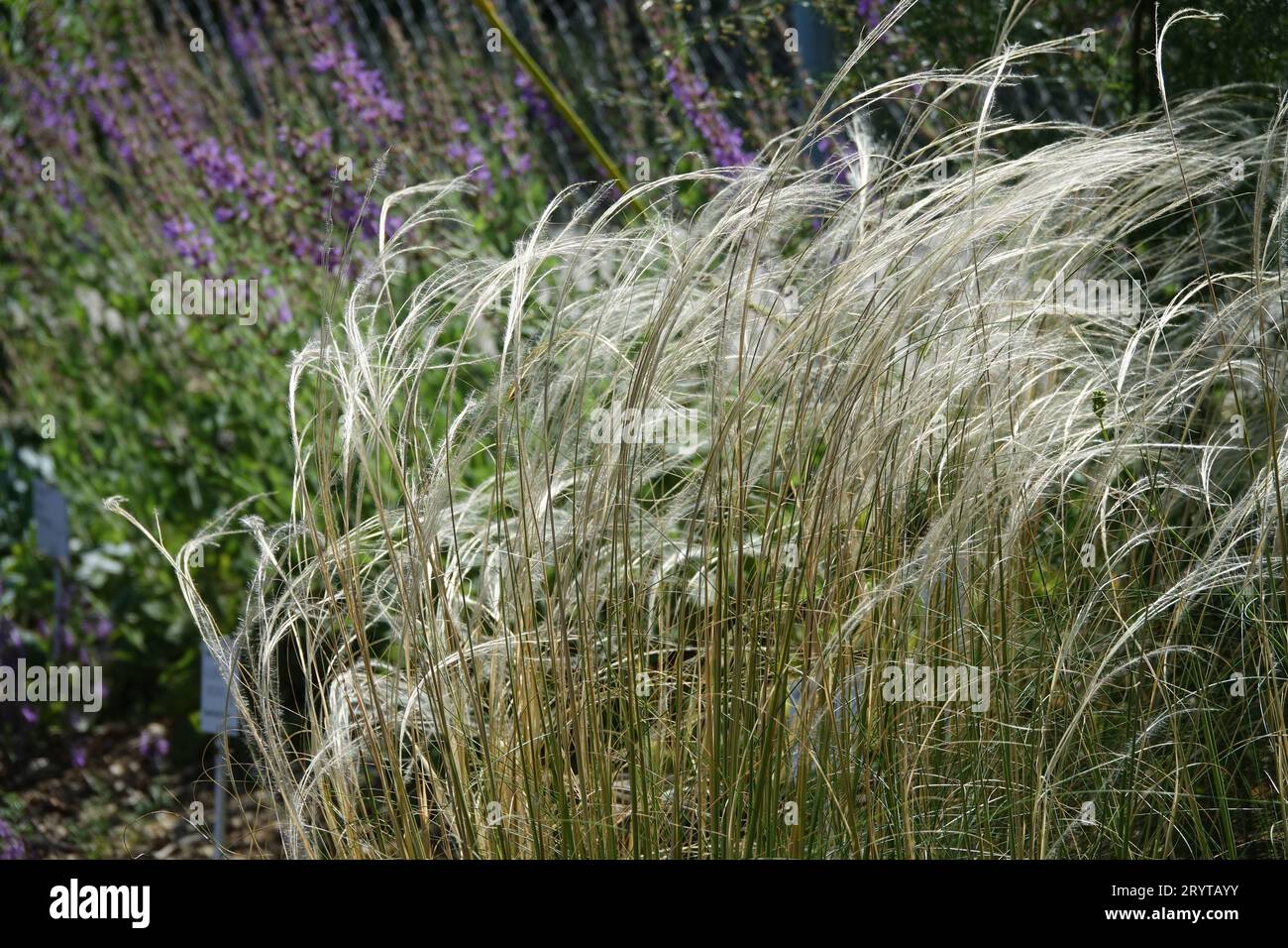 Stipa arabica, Arabian feathergrass Stock Photo