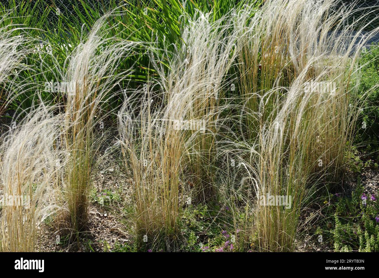 Stipa tirsa, feathergrass Stock Photo
