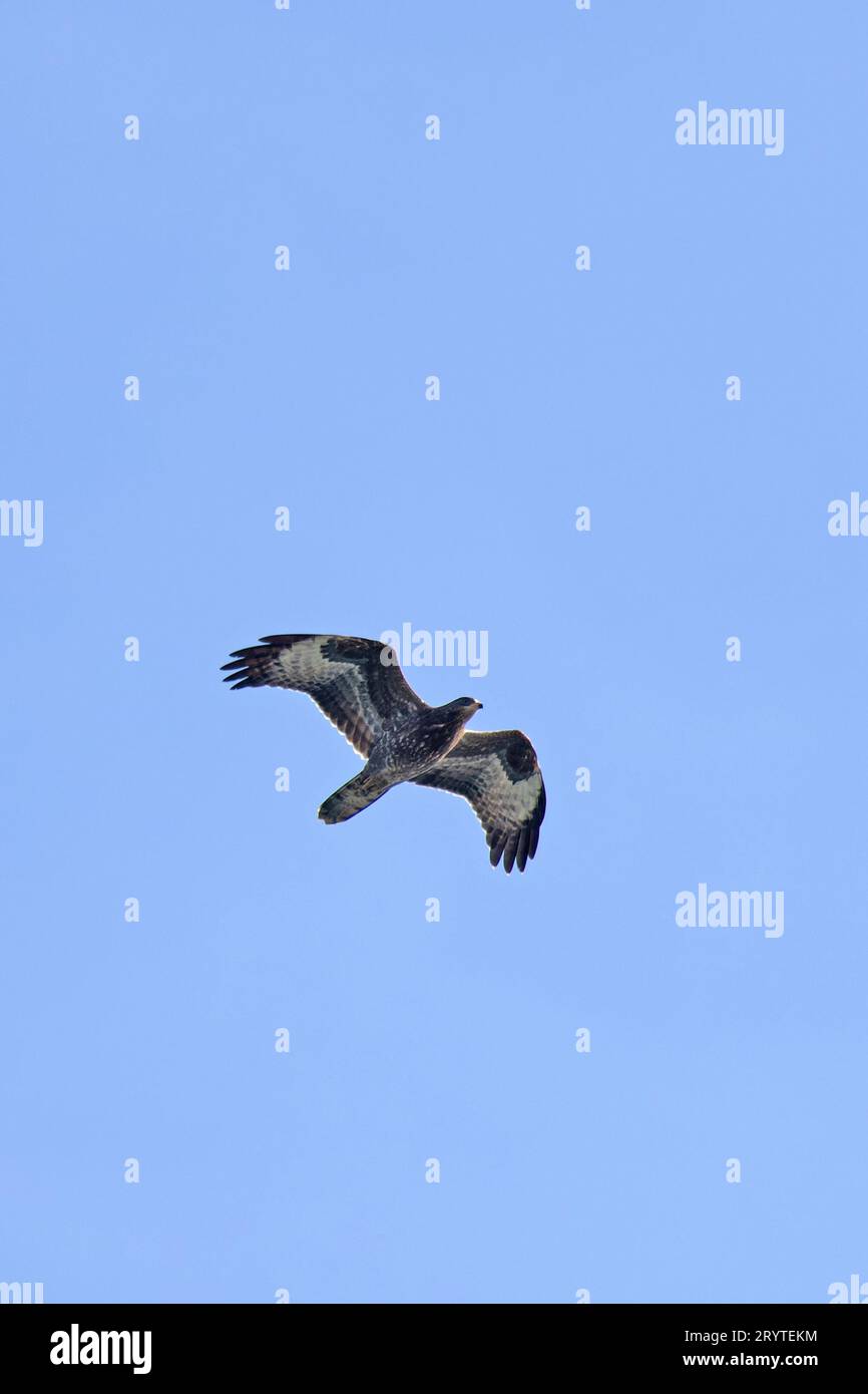 European Honey-buzzard (Pernis apivorus) juvenile migrant in off the sea  Salthouse Norfolk September 2023 Stock Photo