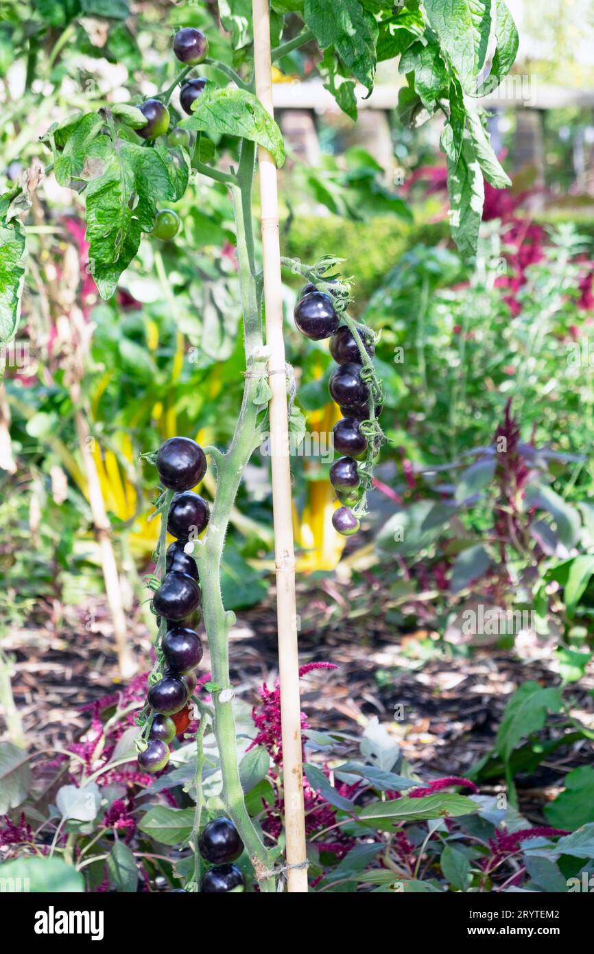 Vertical view of staked black tomatoes Indigo Rose growing in September ...