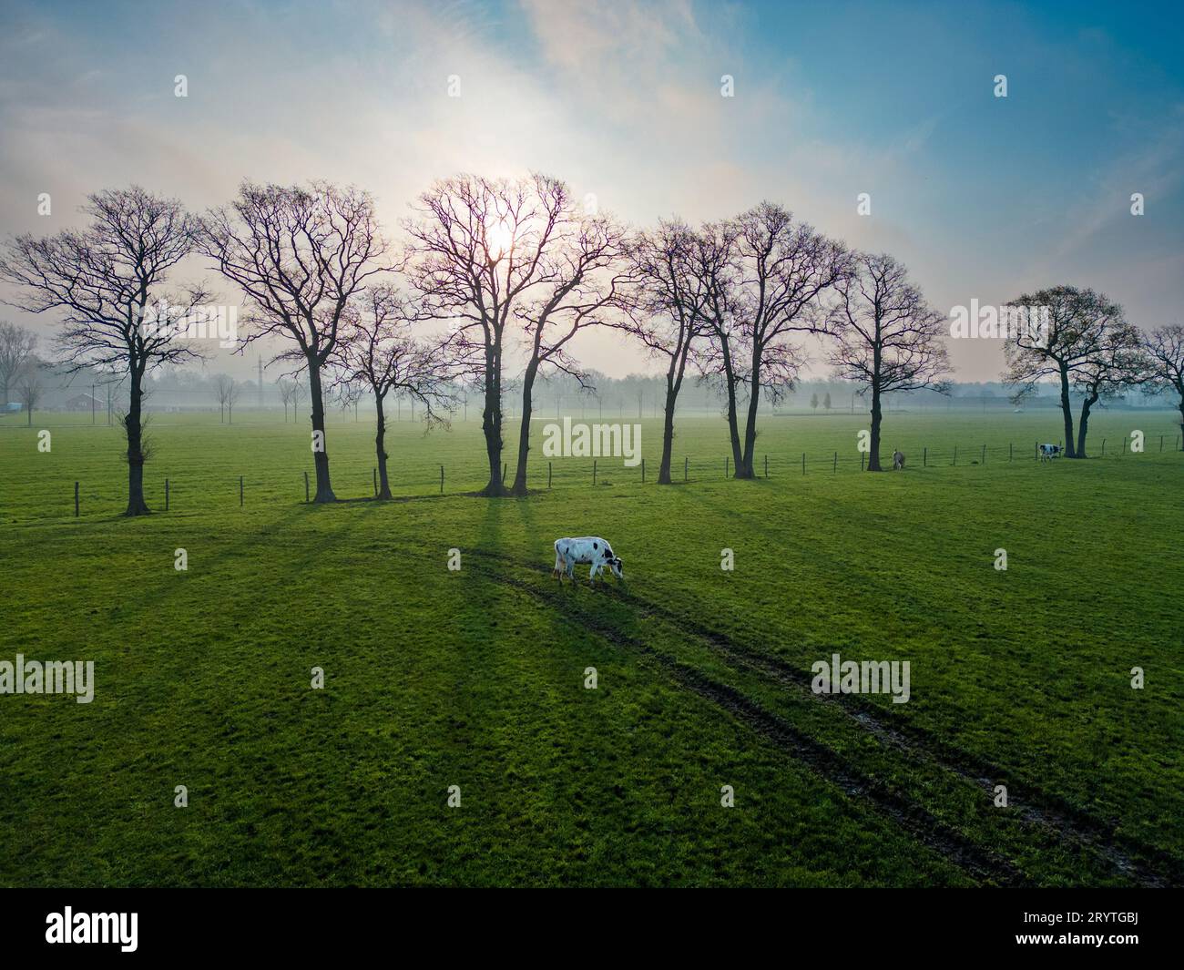 Aerial view panorama of grazing cows in a meadow with grass covered ...