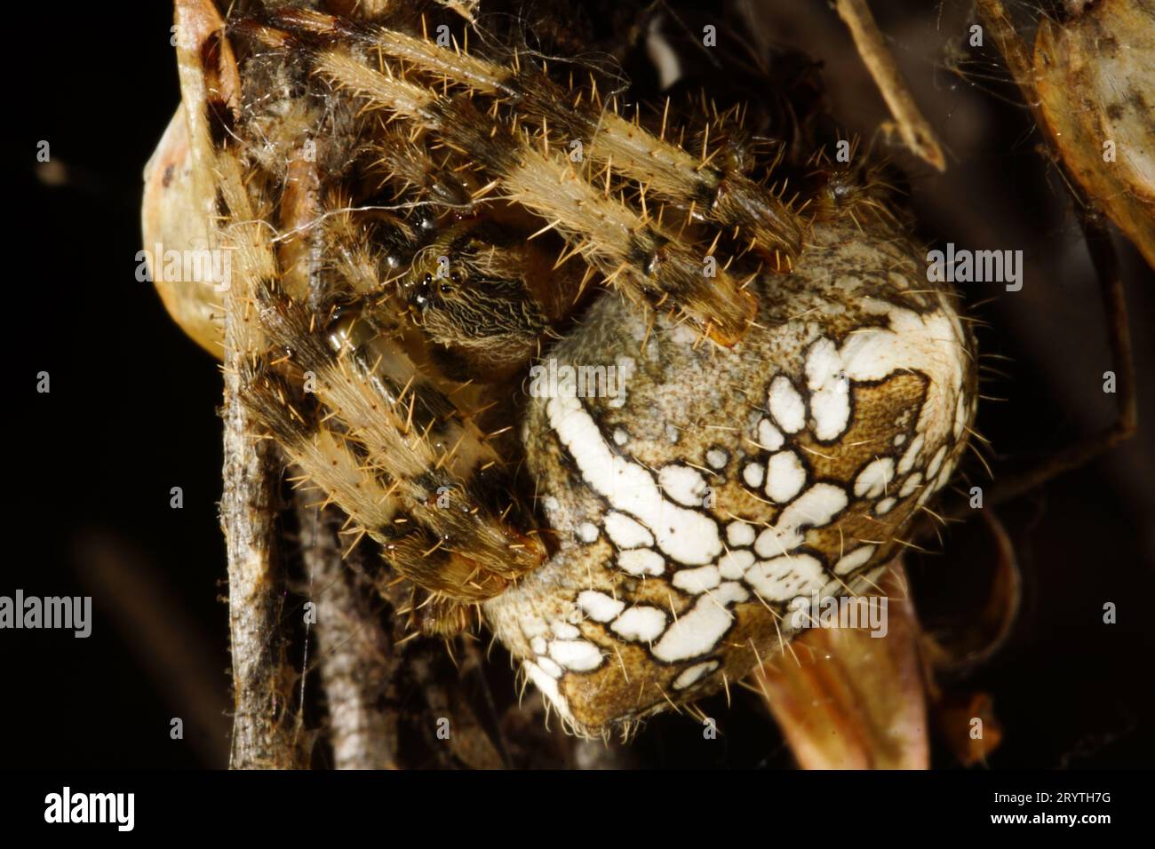 Female orb-weaving spider (Araneus pallidus), in old flower stalk of Drosophyllum lusitanicum, Portugal Stock Photo