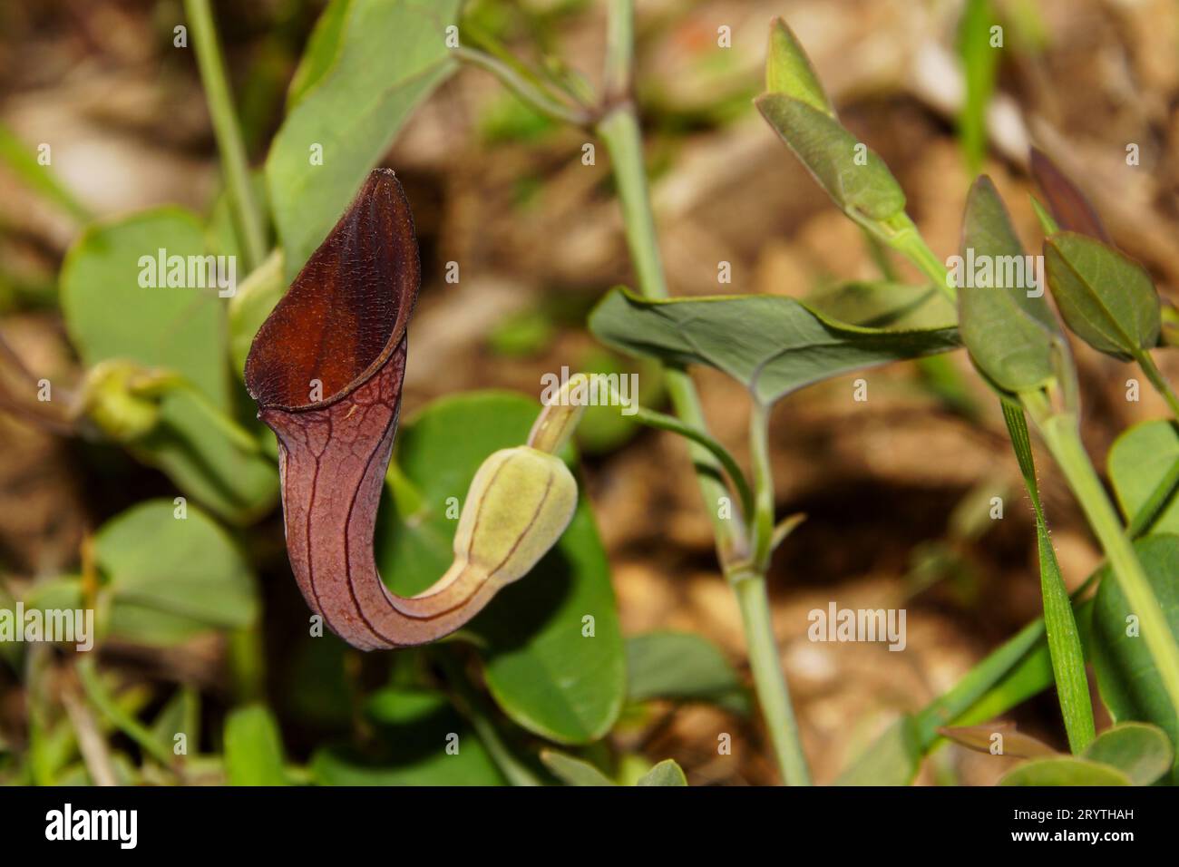 Tube-shaped flower of Andalusian Dutchman's Pipevine (Aristolochia baetica), in natural habitat, Monchique, Portugal Stock Photo