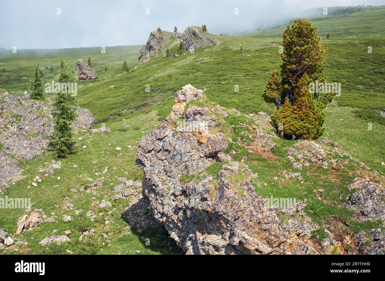 Stone cliffs on the mountainside. At the top grows a cedar tree. Stock Photo