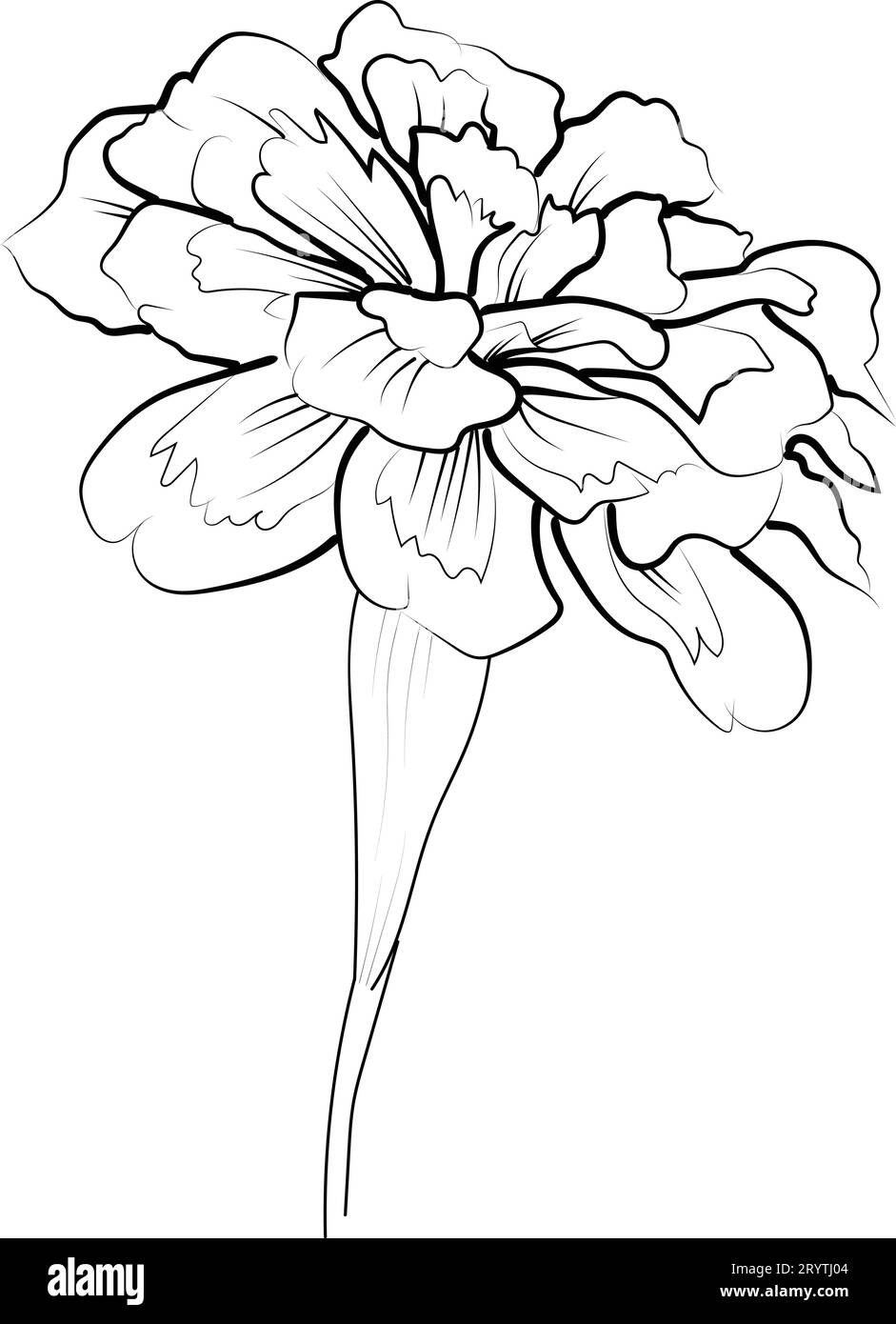 october flower tattoo black and white, realistic marigold flower