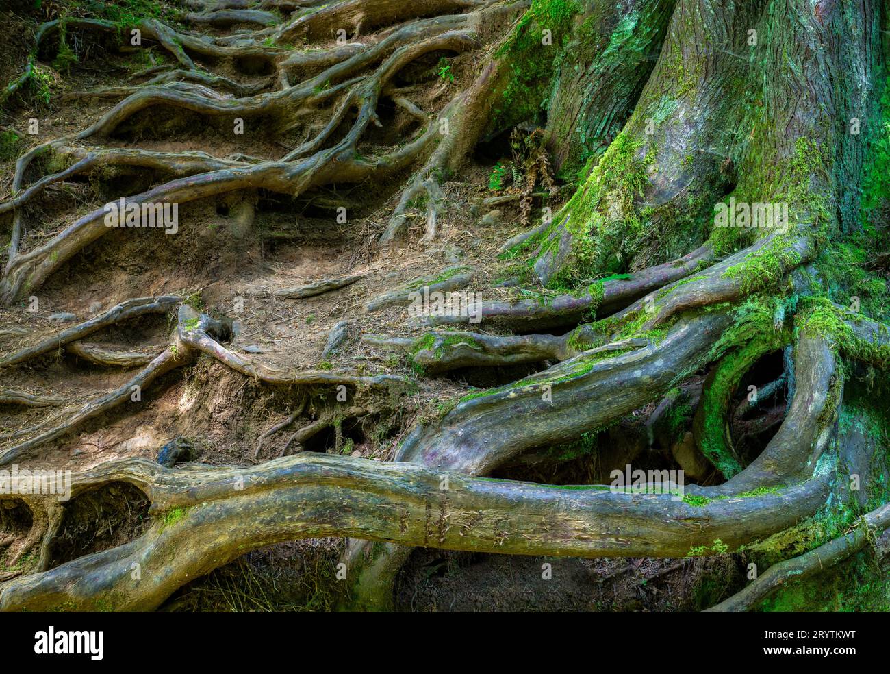 The expansive tree roots reaching deep into the earth and moss coating