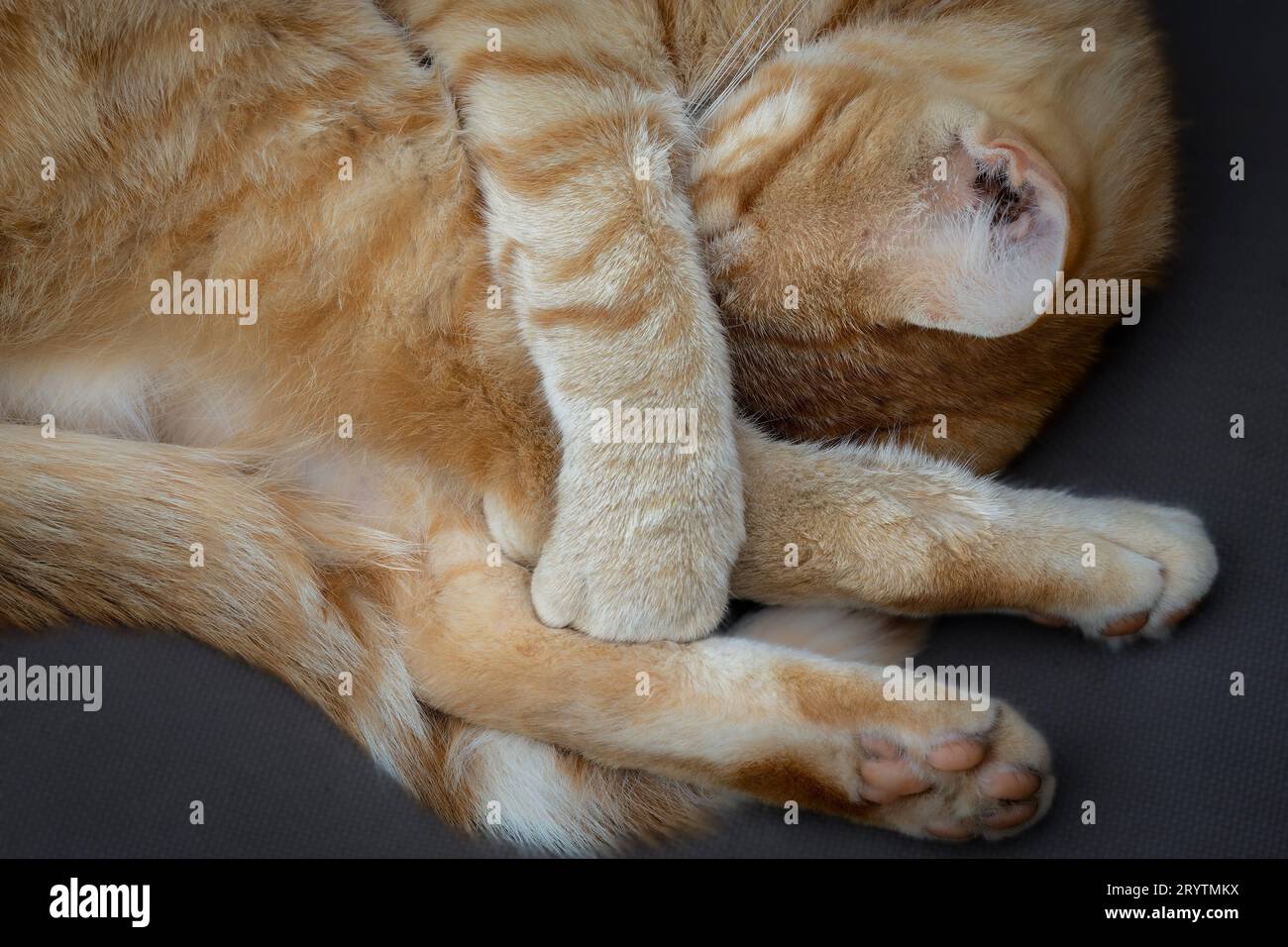 Orange tabby cat smiling hi-res stock photography and images - Alamy