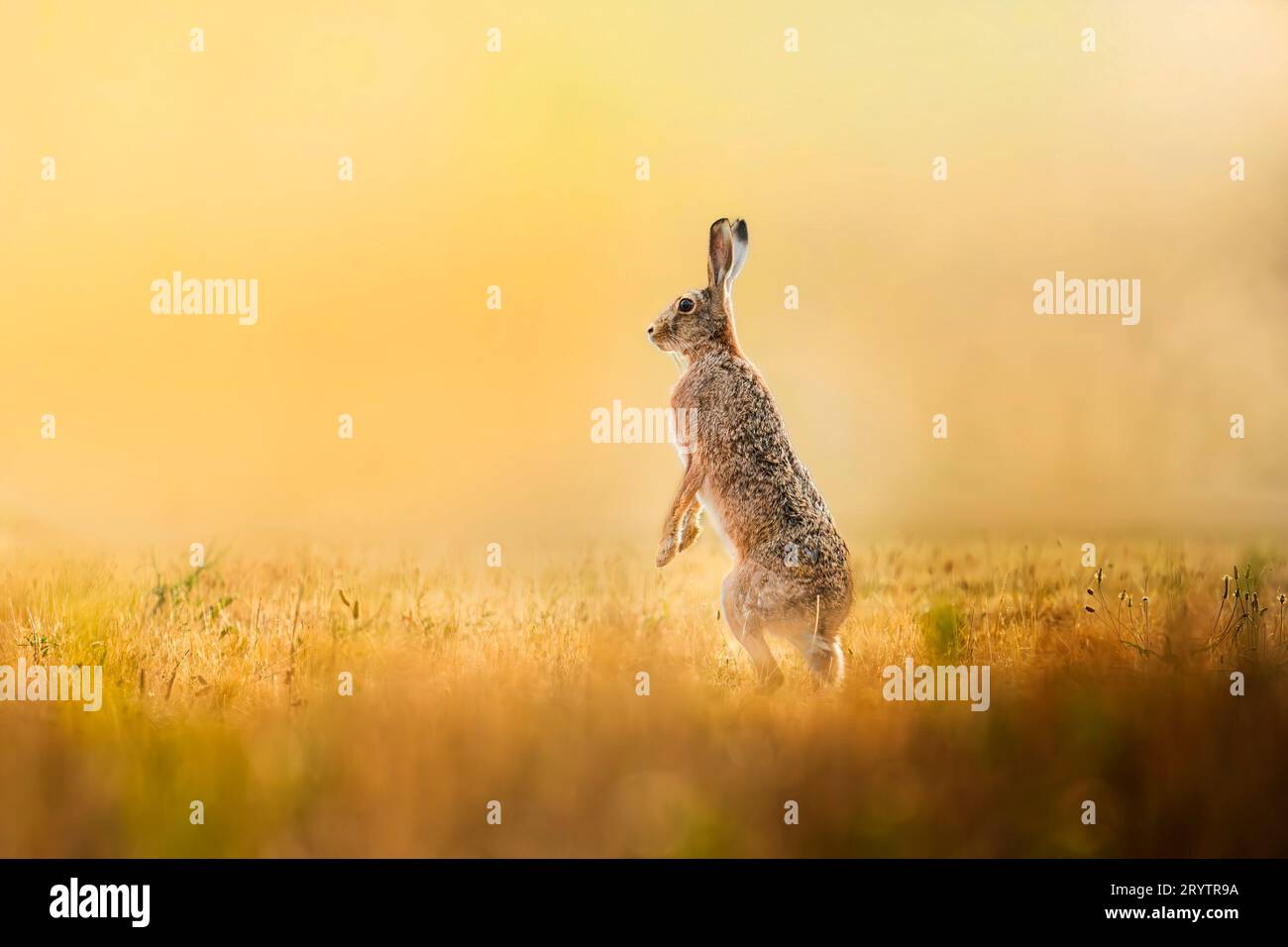 A white rabbit perched atop a lush green meadow, surrounded by tall grass Stock Photo