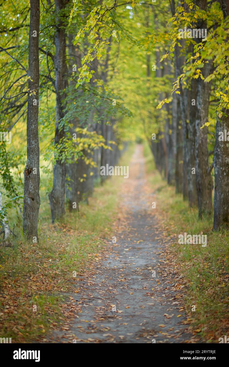 Autumn linden tree alley. Path under yellow trees with falling autumn leaves. Stock Photo