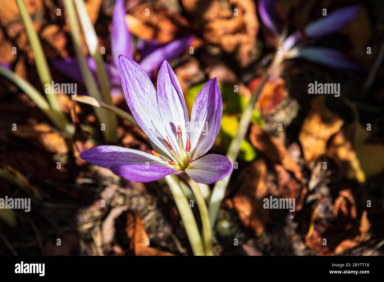 Purple colchicum flowers bloom. Autumn flowers background. Colchicum contains toxic amounts of the alkaloid colchicine used in pharmacy Stock Photo